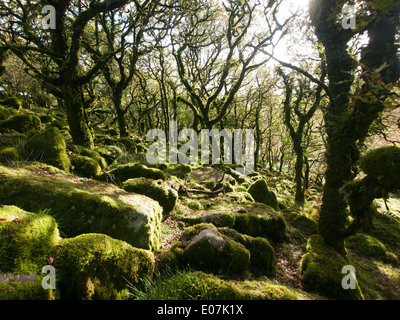 Wistman Holz auf Dartmoor in Devon in Großbritannien Stockfoto