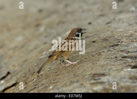 schöne eurasische Baum-Spatz (Passer Montanus) vor Ort Stockfoto