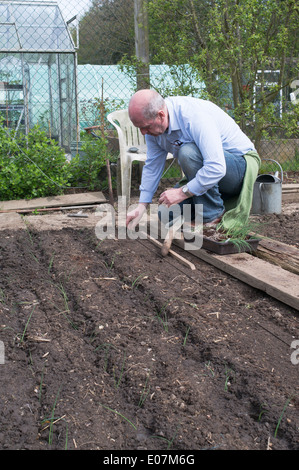 Mann, die Anpflanzung von Lauch auf Zuteilung Nord-Ost England UK Stockfoto