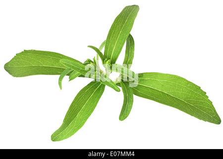 Stevia Rebaudiana Honigkraut Zucker ersetzen isolierten auf weißen Hintergrund Stockfoto