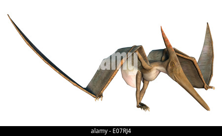 Digitale 3D Rendern eines prähistorischen fliegenden Reptils Pteranodon isoliert auf weißem Hintergrund Stockfoto