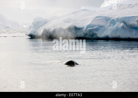 Buckelwal Protokollierung und Oberfläche der Wilhelmina Bay Antarktis zu atmen Stockfoto