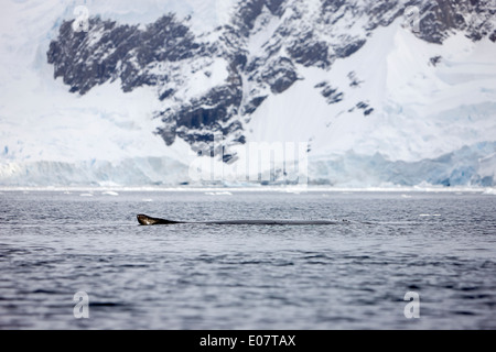 Buckelwal Oberfläche der Wilhelmina Bay Antarktis anmelden Stockfoto