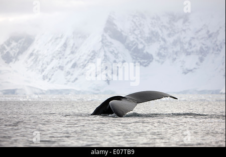 Buckelwal heben Schwanzspitze über Oberfläche der Wilhelmina Bay Antarktis Stockfoto