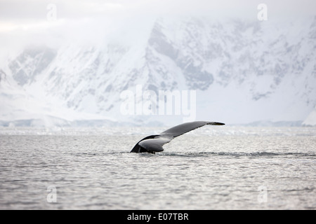 Buckelwal heben Schwanzspitze über Oberfläche der Wilhelmina Bay Antarktis Stockfoto