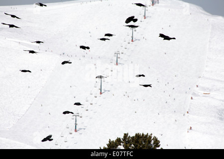 Alpine Dohlen in der Nähe von Col Raiser Selva Val Gardena Dolomiten Italien Stockfoto