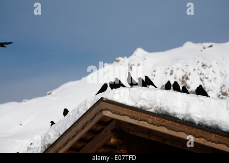 Alpine Dohlen in der Nähe von Col Raiser Selva Val Gardena Dolomiten Italien Stockfoto