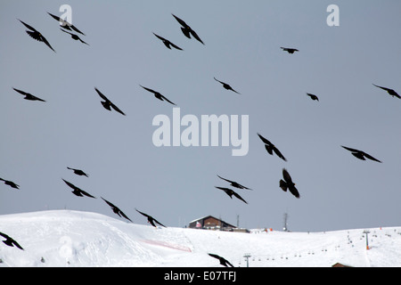 Alpine Dohlen in der Nähe von Col Raiser Selva Val Gardena Dolomiten Italien Stockfoto