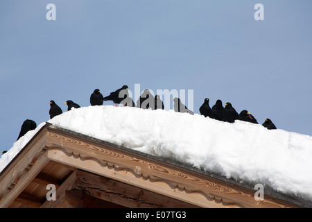 Alpine Dohlen in der Nähe von Col Raiser Selva Val Gardena Dolomiten Italien Stockfoto