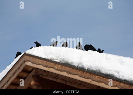 Alpine Dohlen in der Nähe von Col Raiser Selva Val Gardena Dolomiten Italien Stockfoto