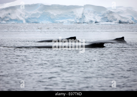 Familie von drei Buckelwale männliche, weibliche und Jugendliche auf der Oberfläche der Wilhelmina Bay Antarktis Stockfoto