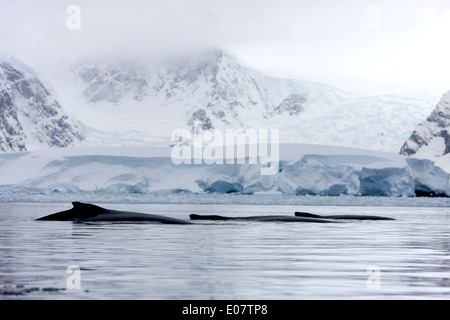 Familie von drei Buckelwale männliche, weibliche und Jugendliche auf der Oberfläche der Wilhelmina Bay Antarktis Stockfoto