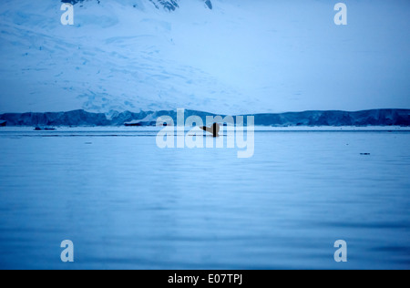 Buckelwal heben Schwanzspitze über Oberfläche der Wilhelmina Bay am Abend Blaulicht Antarktis Stockfoto