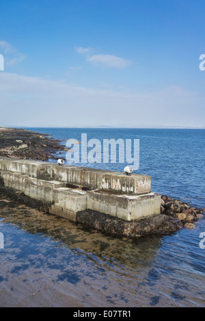 Schaf-Skulpturen am Hafen von Corrie auf der Isle of Arran in Schottland. Stockfoto