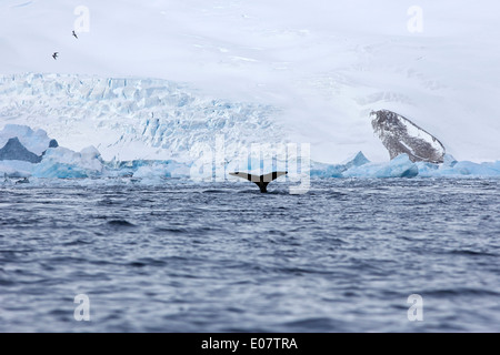 Buckelwal heben Schwanzspitze über Oberfläche Cierva Bucht Antarktis Stockfoto