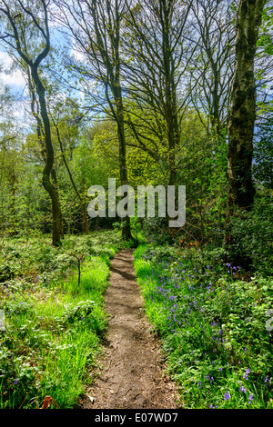 Bluebell Holz auf einem öffentlichen Wanderweg in der Nähe von Holmfirth, Holme Valley, West Yorkshire, England, UK Stockfoto