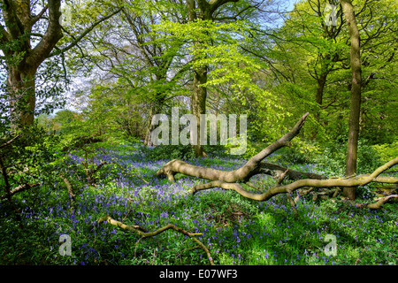 Bluebell Holz auf einem öffentlichen Wanderweg in der Nähe von Holmfirth, Holme Valley, West Yorkshire, England, UK Stockfoto