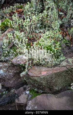 Cladonia Fimbriata Flechten in den schottischen Highlands. Stockfoto