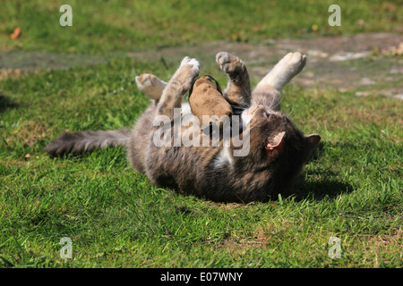 Tabby Katze spielt mit Spielzeug-Maus Stockfoto