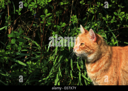 Ingwer Katze starrte in Garten Stockfoto