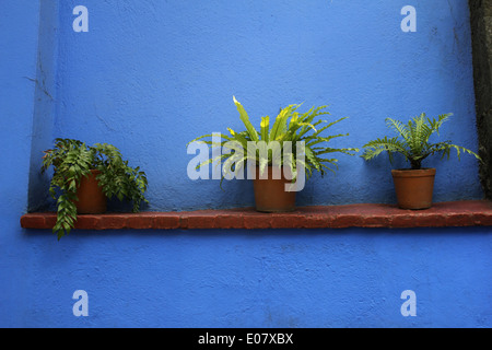 Drei Pflanzen auf einem Felsvorsprung vor einer blauen Wand, Casa Azul (blaues Haus) wo Frida Kahlo lebte, Coyoacán, Mexiko-Stadt Stockfoto