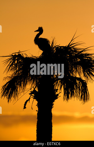 Great Blue Heron eingebettet in Palmetto Nest Silhouette gegen die untergehende Sonne Stockfoto