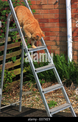 Ingwer Katze spaziert Trittleiter im Garten Stockfoto