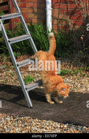 Ingwer Katze spaziert Trittleiter im Garten Stockfoto