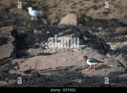 Austernfischer (H. Ostralegus) auf der Isle of Arran in Schottland. Stockfoto
