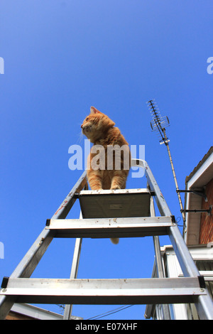 Ingwer Katze saß auf der Stufenleiter Stockfoto