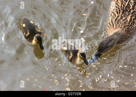 Weibliche Stockente und zwei Entenküken auf Llangollen Kanal Stockfoto