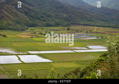 Landwirtschaftlichen Flächen an der Nordküste von Kauai, Hawaii. Stockfoto