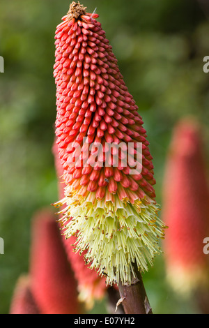 Einzelne Spike von den frühesten der rote heiße Poker, Kniphofia "Atlanta", eingebürgert in einem Straßenrand Devon Stockfoto