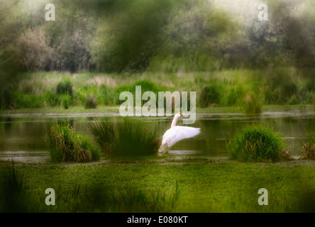 Singschwäne, cygnus cygnus im Steinhuder Meer, Deutschland. Stockfoto