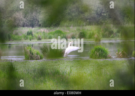 Singschwäne, cygnus cygnus im Steinhuder Meer, Deutschland. Stockfoto