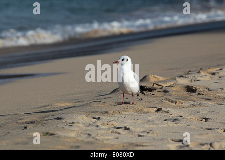 Lachmöwe am Strand Porthminster, St. Ives, Cornwall Stockfoto