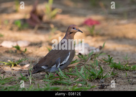 Weiß – Winged Taube (Zenaida Asiatica Asiatica) auf Nahrungssuche auf dem Boden an Anthony's Key Resort in Roatan, Honduras. Stockfoto