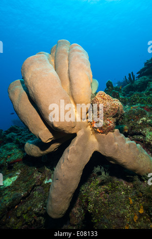 Braun Rohr Schwamm (Agelas Conifera) an einem tropischen Korallenriff vor Roatan, Honduras. Stockfoto