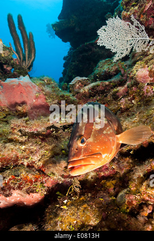 Nassau-Zackenbarsch (Epinephelus Striatus) an einem tropischen Korallenriff off Roatan, Honduras. Stockfoto