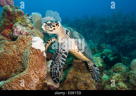 Atlantische Karettschildkröte (Eretmochelys Imbricata Imbricata) ernähren sich von einer ledrigen Fass-Schwamm (Geodia Neptuni) Stockfoto