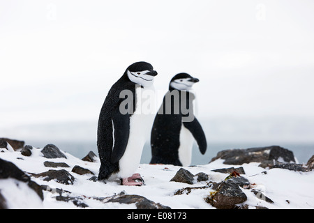 Kinnriemen Pinguine auf Skyline bei Hannah Punkt der Antarktis Stockfoto