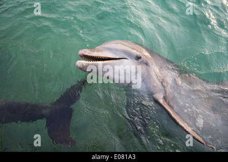 Gemeinsame große Tümmler (Tursiops Truncatus) an Anthony's Key Resort in Roatan, Honduras. Stockfoto