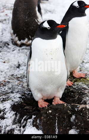 Gentoo Penguin stehend auf einem Stein Felsen Nest auf Hannah Punkt der Antarktis Stockfoto