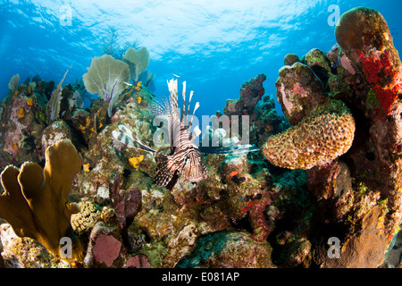 Rot Rotfeuerfisch (Pterois Volitans) an einem tropischen Korallenriff off Roatan, Honduras. Stockfoto