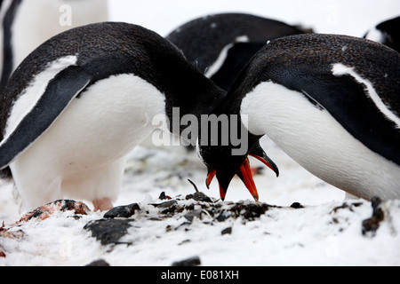 Gentoo Penguins Verbeugung als Balz Ritual auf Hannah Punkt der Antarktis Stockfoto