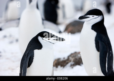 Kinnriemen Pinguine auf Hannah Punkt der Antarktis Stockfoto
