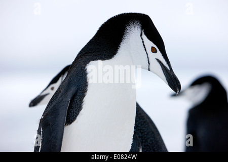 Kinnriemen Pinguine Closeup mit prominenten Auge auf Hannah Punkt der Antarktis Stockfoto