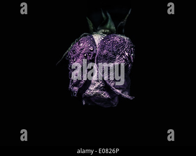 Eine welke rose Stockfoto