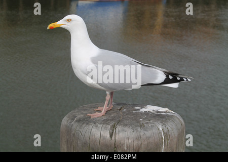 Möwe auf Holzpfosten im Hafen von Whitby Stockfoto