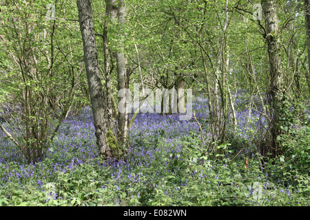 Ein lebendiger Teppich aus einheimischen Hyazinthen (Hyacinthoides non-scripta) in voller Blüte bedeckt den Boden eines üppigen englischen Laubwaldes im Frühling. Stockfoto